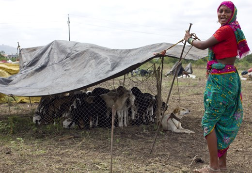 A makeshift shelter for lambs is thrown up, while a sheepdog sits guard