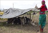 A makeshift shelter for lambs is thrown up, while a sheepdog sits guard: by nupurdsouza, Views[250]