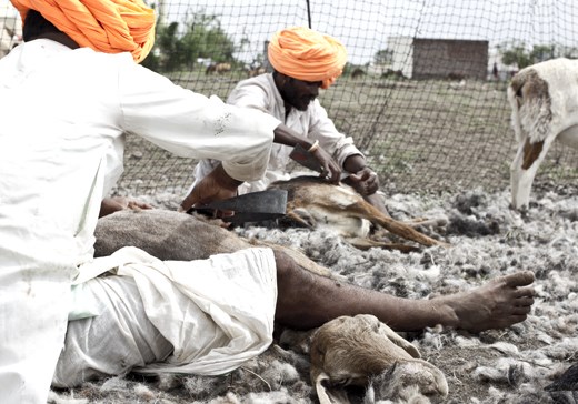 Men, in their signature turbans, shear sheep at the start of the season
