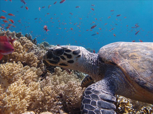 Hawksbill Turtle: I was lucky enough to have this encounter during the summer holiday (2012) on the corner of Jackson Reef in the Straits of Tiran, Egypt. An example of the biodiversity, colour and beauty of coral reefs all over the world. Which sadly are under threat and the amount of time that we will have them looking like this may be limited. This beautiful hawksbill was completely at ease with getting as close as I liked and even moved toward where I was. A beautiful moment, on a beautiful dive, in a beautiful place.
