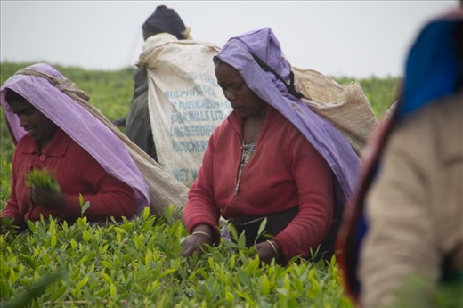 Tea & of course Bread butter:

A group of tea pluckers: Sri Lanka boasts of being the finest producer of exquisite blends of tea and this industry is more or less the driving force behind the Sri Lankan economy. This is quite a frequent scene on your way to Little England and around the hill country. While capturing the scenic beauty, the weather ridden countenances of these industrious plantation workers symbolize their toil and the impoverished lifestyle.
