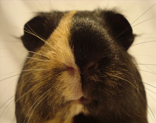 Paris.
Every animal has their own individual personality, no matter how small.