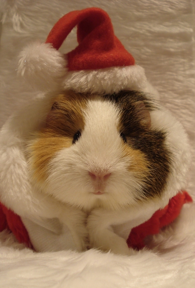 Kiana.
Very first Guinea Pig, who started everything.