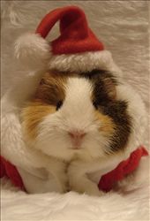 Kiana.
Very first Guinea Pig, who started everything.: by nvb, Views[414]