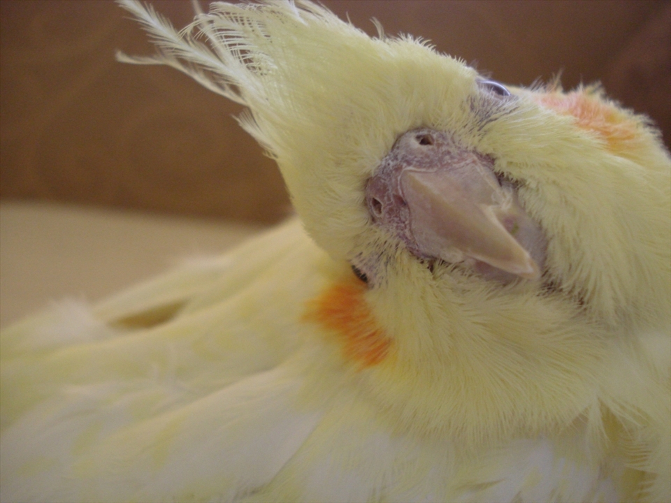 Echo.
Orginally named her Echo cause i thought she would mimic my other bird Belle.
Rescued Echo from a pet shop, and funnily enough she never spoke a word.