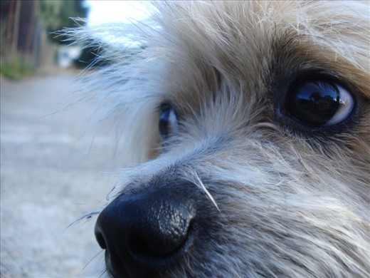 Harry,
Eyes are a very important part of photography to me, they have so much expression and you can really see through to the soul of that animal.