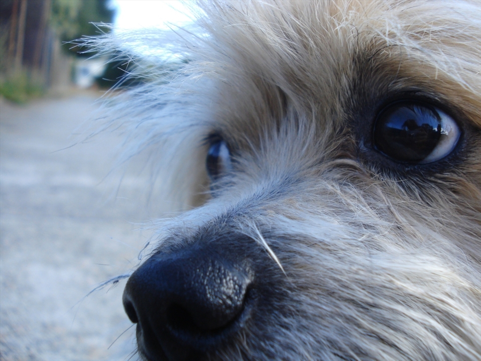 Harry,
Eyes are a very important part of photography to me, they have so much expression and you can really see through to the soul of that animal.