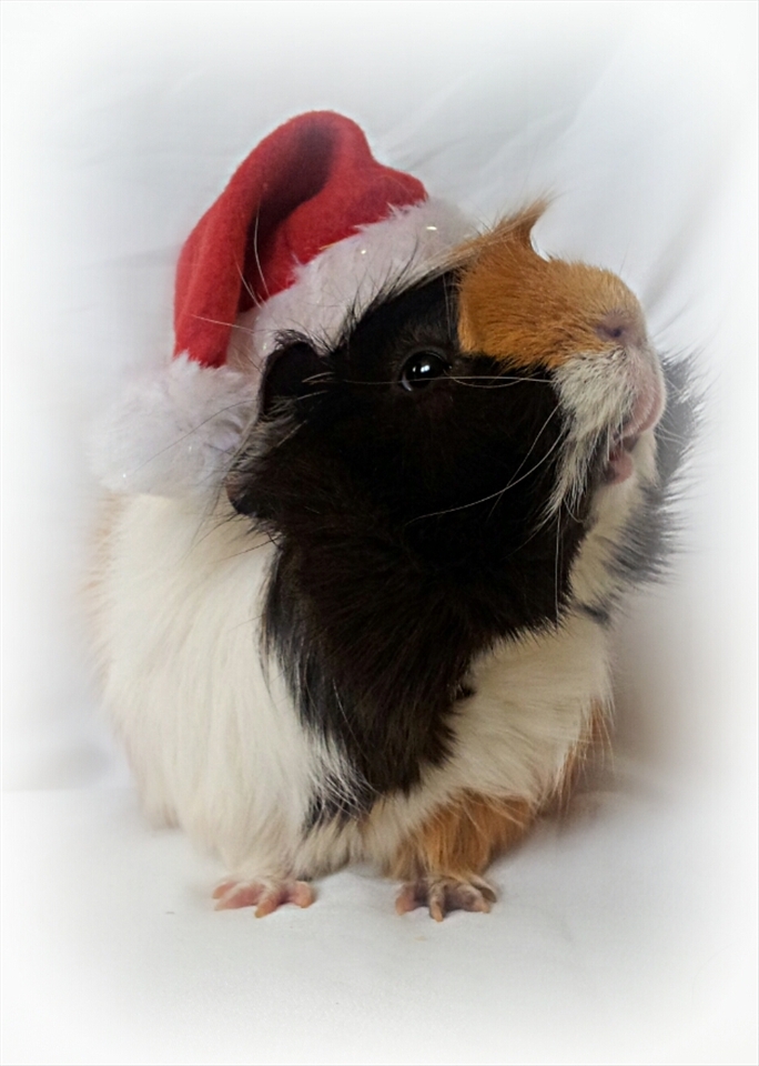 Clyde.
Each Guinea Pig i have rescued has their own personality.