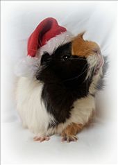 Clyde.
Each Guinea Pig i have rescued has their own personality.: by nvb, Views[303]