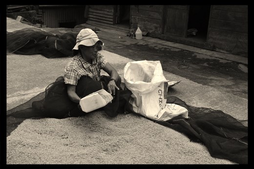 lady in Banaue, after cleaning the rice is now moving the rice to store