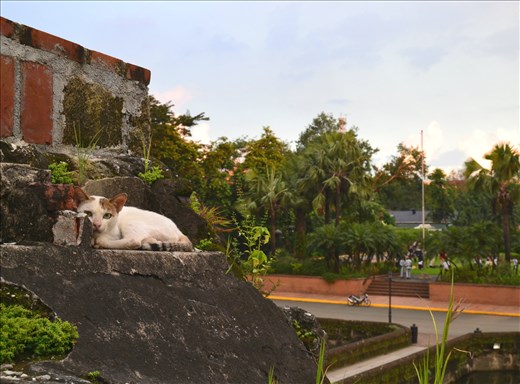 a uncertain cat high on secound storey