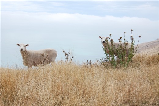 The careful look of new zealanders sheeps