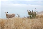The careful look of new zealanders sheeps: by nzbeauties, Views[370]