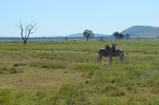 Safaris attract many tourists