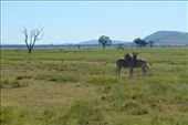 Safaris attract many tourists: by nzbeauties, Views[255]