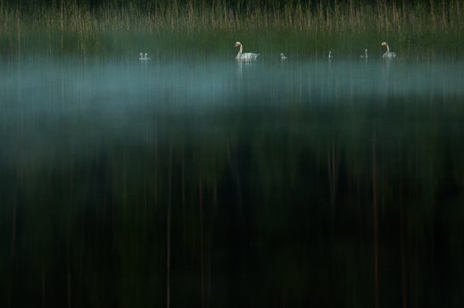 Family of whooper swan in the dark misty 