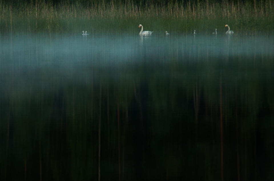 Family of whooper swan in the dark misty 