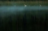 Family of whooper swan in the dark misty : by obscurity, Views[460]