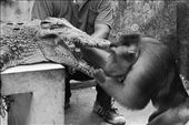 A trained crocodile and monkey attraction entertain the visitors.

The trainer put a bean into the crocodile's mouth and the monkey open its mouth to take the bean and eat it.: by odell, Views[1537]