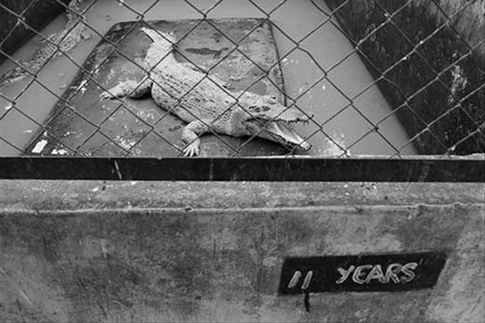 A 11 years old crocodile is waiting form the feed time.

This park was established by Lo Than Mok on 1959 and located in sub-urban area in  Medan (North Sumatera) Indonesia.
The oldest alive collection is a 40 years old crocodile.