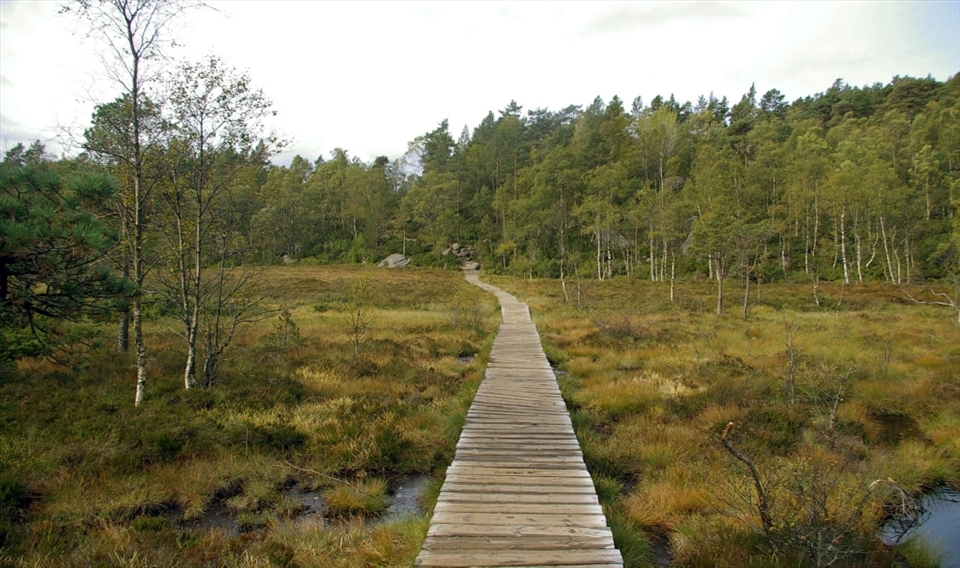 One the trail to Preikestolen or The Pulpit Rock
