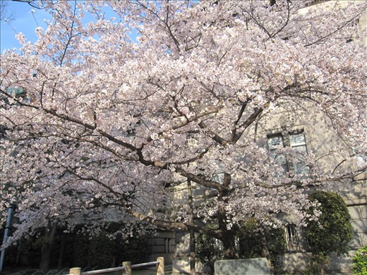 Cherry blossom is a Japanese icon.It was beautiful on spring.
