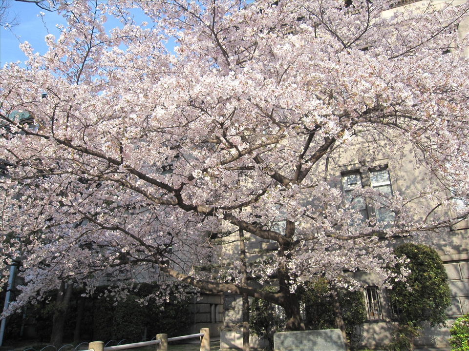 Cherry blossom is a Japanese icon.It was beautiful on spring.
