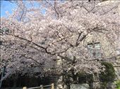 Cherry blossom is a Japanese icon.It was beautiful on spring.: by ohana, Views[376]