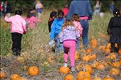 Running for pumpking picking: by old-love-and-passion, Views[274]