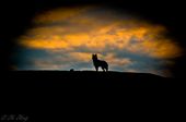 This one is more like an art edition of a photo which I have taken while hiking.
The object is a wild Greenlandic dog which I encountered with sunset clouds on the background. 
The dog was facing me in a position which was perfect to show the body of the dog in a silhouette. : by oleolsvig, Views[243]