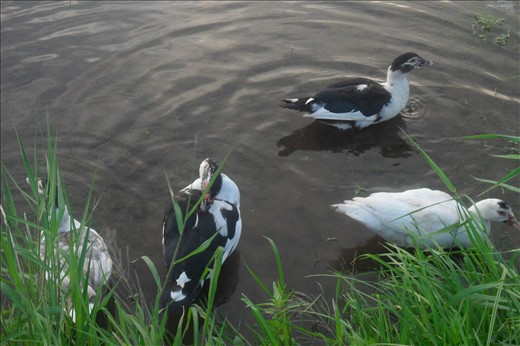 Beauty beyond compare