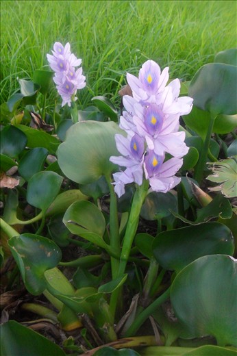 The Life, The Color, The Scent