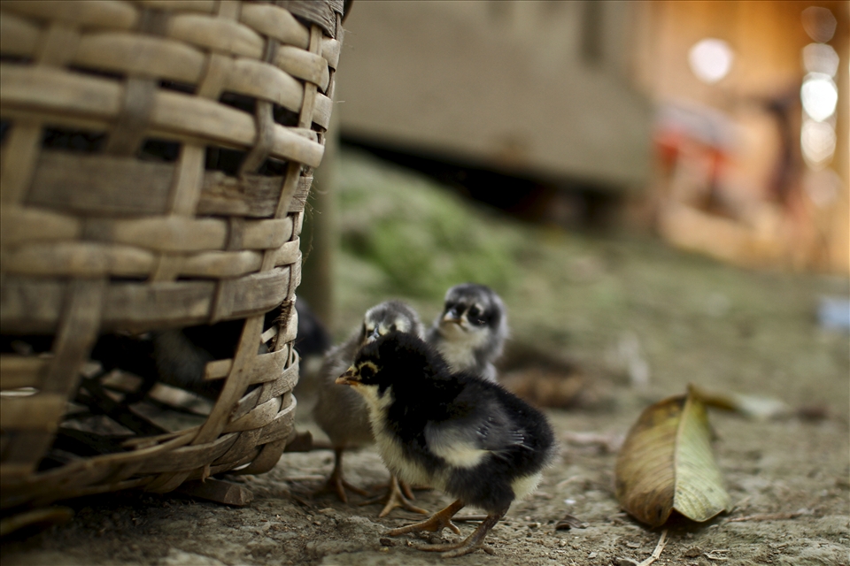 Free roaming chicks suss out a new hang out. Pets and stock wander as they like.