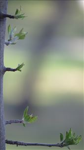 blooming life: by oltushja1, Views[206]