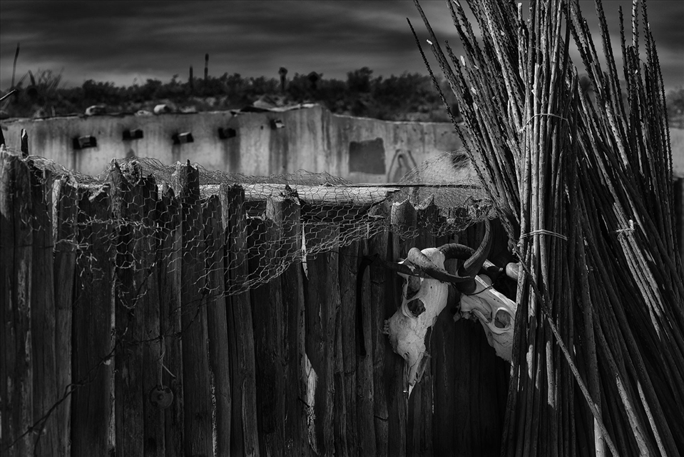 protecting the cattle from predators