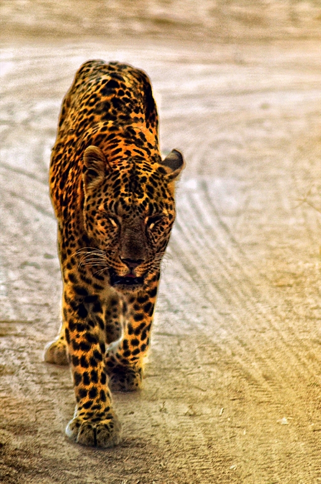 If you are brave enough to battle your fear once, fear will have no power on you forever