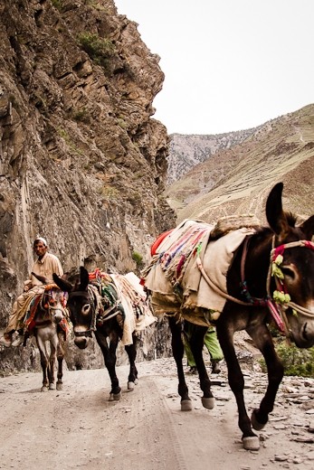 Tucked away in the dramatic mountainous region bordering Afghanistan, the remote Kalash Valleys can only be accessed after winding for hours through sharp turns and bumpy roads.  The primary form of communication of the Kalash Valleys to the outside world is, apart from the only TV in the village at the communal teahouse, the donkeys that transport people and commodities to and from the villages.  But such isolation is gradually disappearing with introduction of the money economy by homesteaders coming from other parts of Pakistan, which are starting to outnumber the indigenous population.