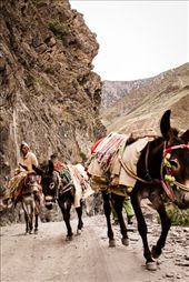 Tucked away in the dramatic mountainous region bordering Afghanistan, the remote Kalash Valleys can only be accessed after winding for hours through sharp turns and bumpy roads.  The primary form of communication of the Kalash Valleys to the outside world is, apart from the only TV in the village at the communal teahouse, the donkeys that transport people and commodities to and from the villages.  But such isolation is gradually disappearing with introduction of the money economy by homesteaders coming from other parts of Pakistan, which are starting to outnumber the indigenous population.: by onebackpackoneworld, Views[666]