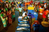Unloading fish at the docks, and then they are exported to different parts of India, specially Goa.


#Location:  natural fishing harbour of Malpe,at Udupi,India.: by onelight, Views[979]