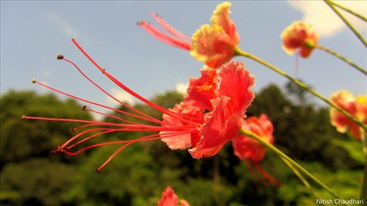 The Earth laughs through flowers.
