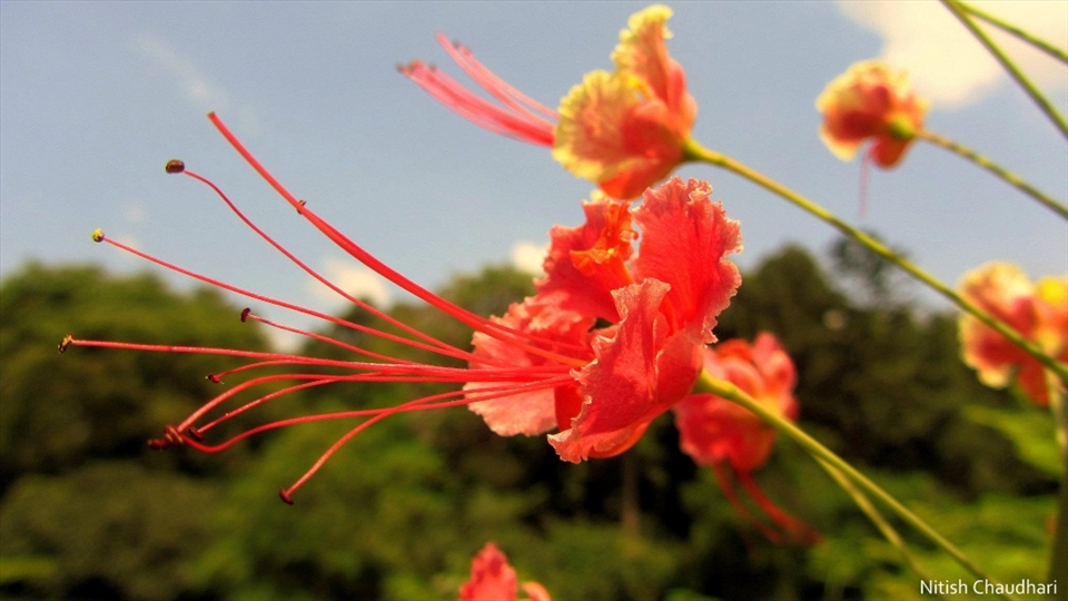 The Earth laughs through flowers.