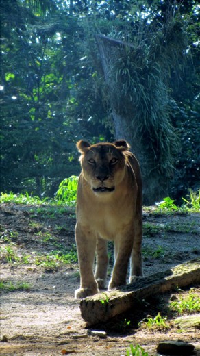 An optimist is someone who gets treed by a lion but enjoys the scenery.