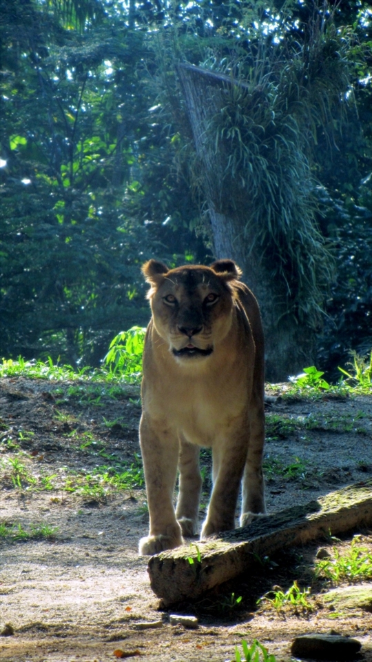 An optimist is someone who gets treed by a lion but enjoys the scenery.