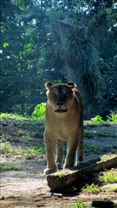 An optimist is someone who gets treed by a lion but enjoys the scenery.: by oneloveoneshot, Views[356]