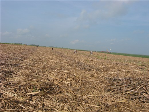 Men working on the sugarcane fields.
Their back, arched before they noticed the group of tourists, straightened promptly at the sight of the foreigners. We later learned they were setting their eyes on the people that would give them their working gloves for the rest of the year. If they did not catch them, they would have none. 