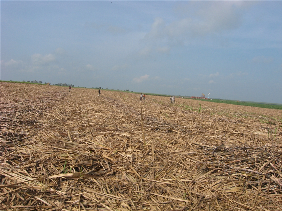 Men working on the sugarcane fields.
Their back, arched before they noticed the group of tourists, straightened promptly at the sight of the foreigners. We later learned they were setting their eyes on the people that would give them their working gloves for the rest of the year. If they did not catch them, they would have none. 