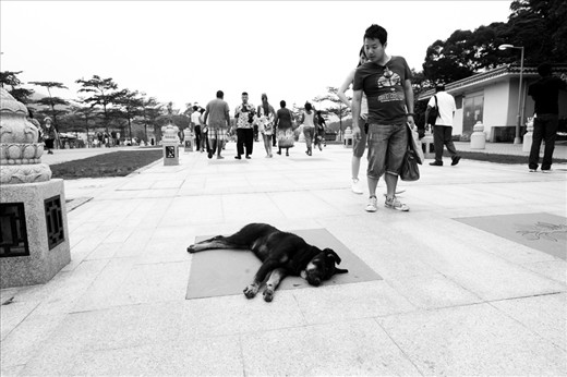 All across the island leading to the Buddha dogs are everywhere.