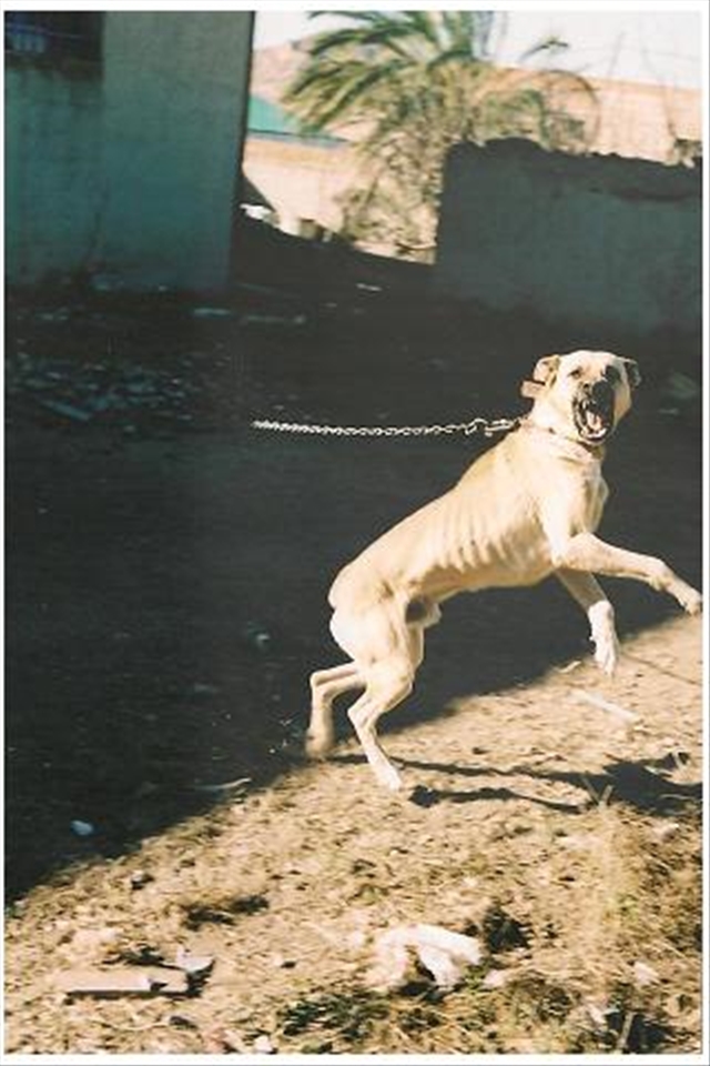 Perro salido de la oscuridad, Cámara Pentax Mx, Analógico sin retoques