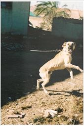 Perro salido de la oscuridad, Cámara Pentax Mx, Analógico sin retoques: by oniric_world, Views[290]