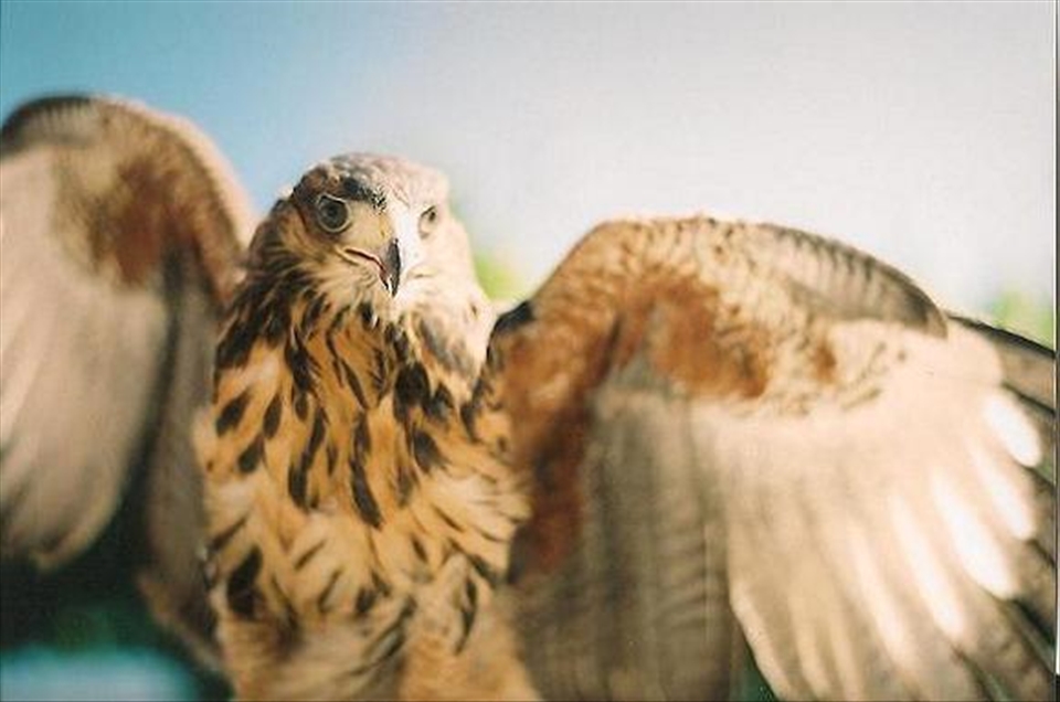 Águila Harris en pose majestuosa, Cámara Pentax Mx, Analógico sin retoques